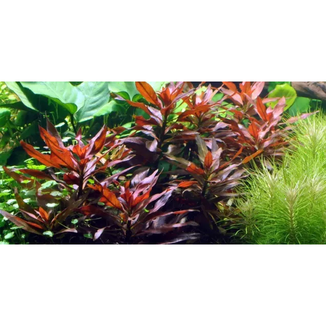 Ludwigia Glandulosa pianta vera fronte