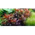 Ludwigia Glandulosa pianta vera fronte
