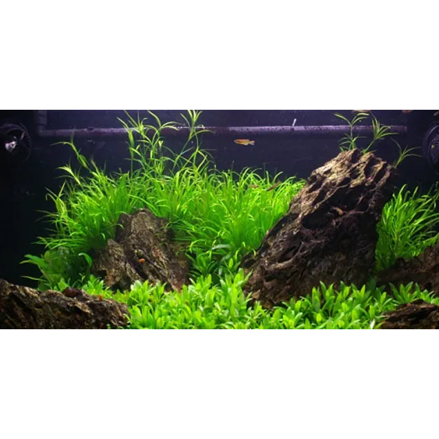 Juncus repens pianta vera in acquario