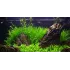 Juncus repens pianta vera in acquario