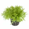 Pogostemon helferi