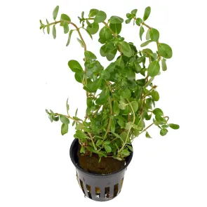 Rotala macrandra Green Verde pianta vera