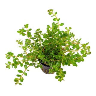 Rotala rotundifolia pianta vera fronte