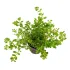 Rotala rotundifolia pianta vera fronte