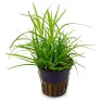Juncus repens pianta vera