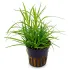 Juncus repens pianta vera in acquario fronte
