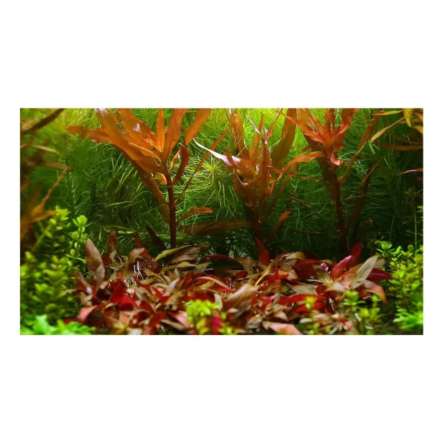 Alternanthera reineckii pianta vera in acquario retro