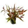Alternanthera reineckii Rosaefolia