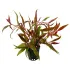 Alternanthera reineckii Rosaefolia pianta vera in acquario fronte
