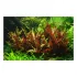 Alternanthera reineckii Rosaefolia pianta vera in acquario 