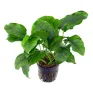 Anubias barteri