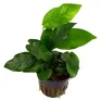 Anubias barteri Nana