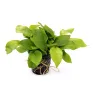 Anubias barteri var Nana "Golden"