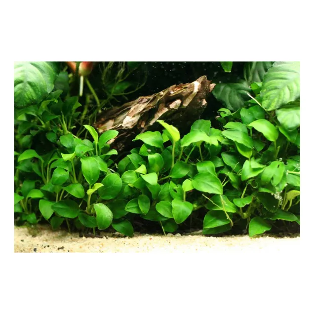 Anubias barteri var Nana Gold pianta vera acquario