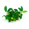 Anubias barteri var nana Mini Mini