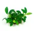 Anubias barteri var Nana Bonsai pianta vera
