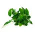 Anubias barteri var Nana Bonsai pianta vera acquario