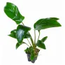 Anubias hastifolia