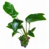 Anubias hastifolia pianta vera