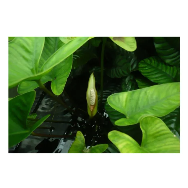 Anubias hastifolia pianta vera acquario