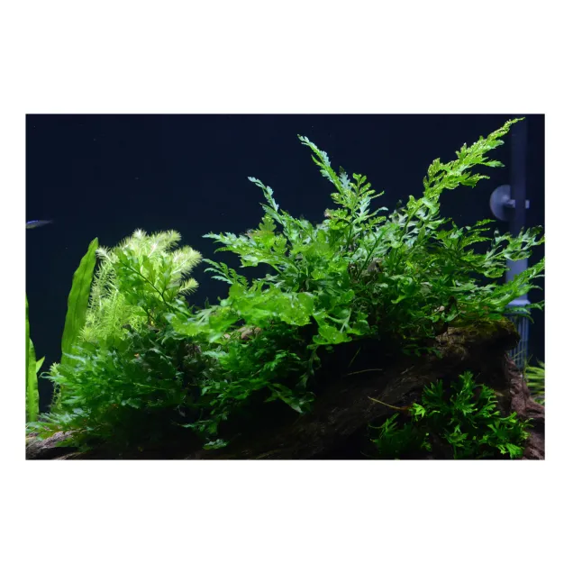 Bolbitis heudelotii pianta vera in acquario