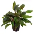Cryptocoryne beckettii pianta vera