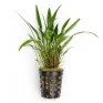 Cryptocoryne x willisii Lucens