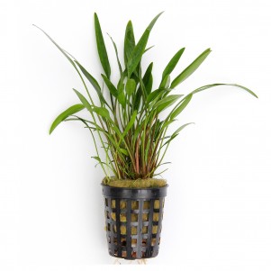 Cryptocoryne lucens pianta vera