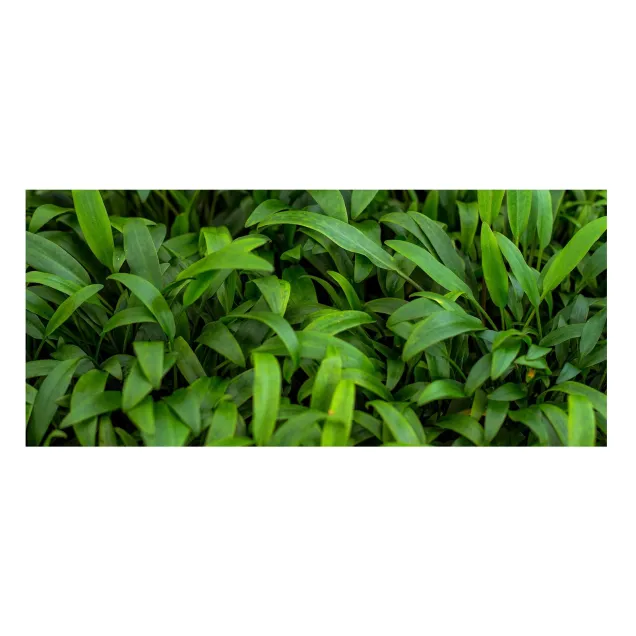 Cryptocoryne lucens pianta vera in acquario