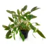 Cryptocoryne wendtii (Brown) pianta vera