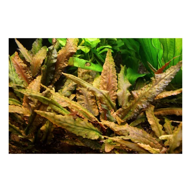 Cryptocoryne wendtii (Brown) pianta vera