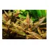 Cryptocoryne wendtii (Brown) pianta vera