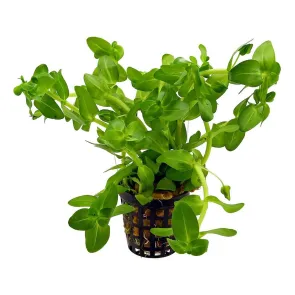 Bacopa caroliniana pianta acquario