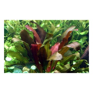Echinodorus barthii pianta acquario vista vasca
