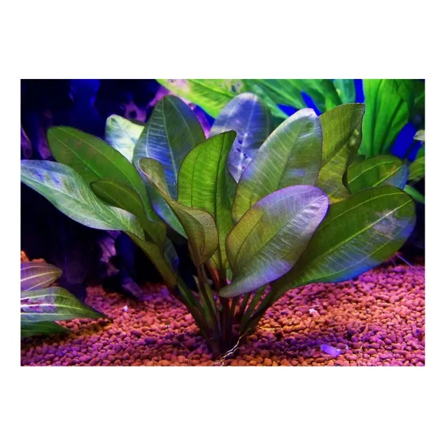 Echinodorus Dschungelstar little bear pianta acquario vista