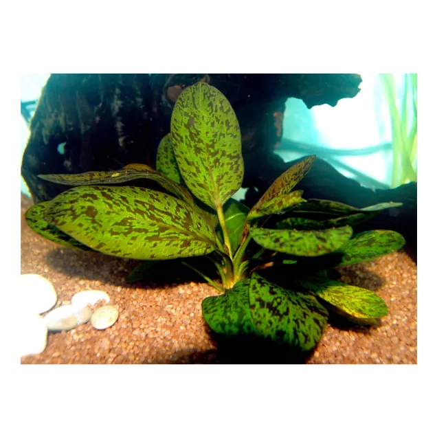 Echinodorus ozelot pianta vera vista