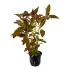 Ludwigia Glandulosa pianta vera 