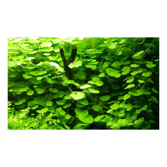Hydrocotyle leucocephala pianta acquario