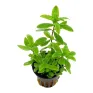 Hygrophila polysperma