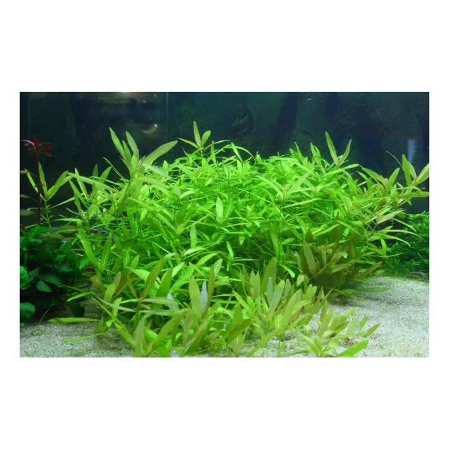 Hygrophila polysperma pianta acquario vista