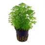 Limnophila sessiliflora Heterophylla