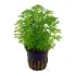 Limnophila sessiliflora Heterophylla pianta acquario Limnophila sessiliflora Heterophylla pianta acquario