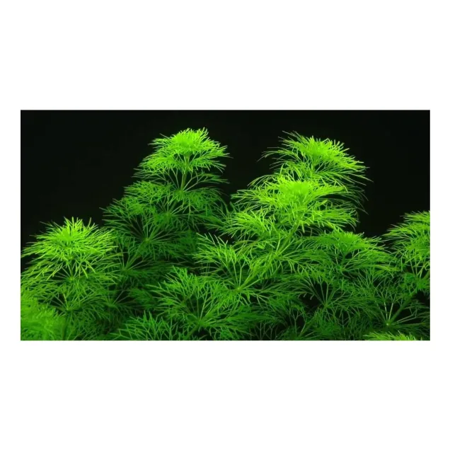 Limnophila sessiliflora Heterophylla pianta acquario vista