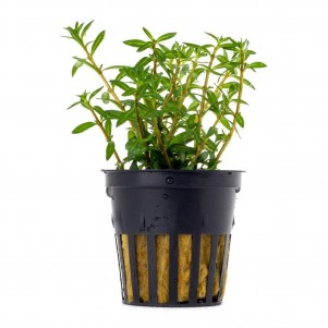 Ludwigia arcuata pianta acquario