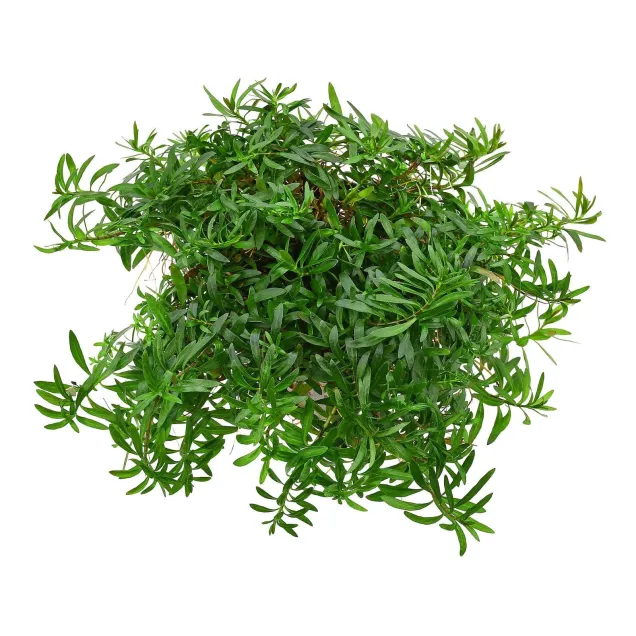 Ludwigia arcuata pianta acquario alto