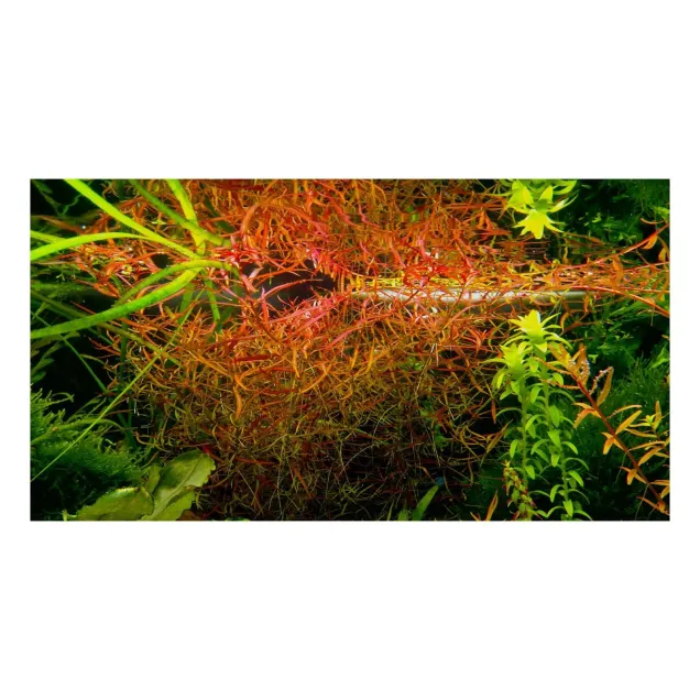 Ludwigia arcuata pianta acquario vista