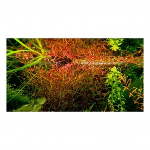 Ludwigia arcuata pianta acquario vista