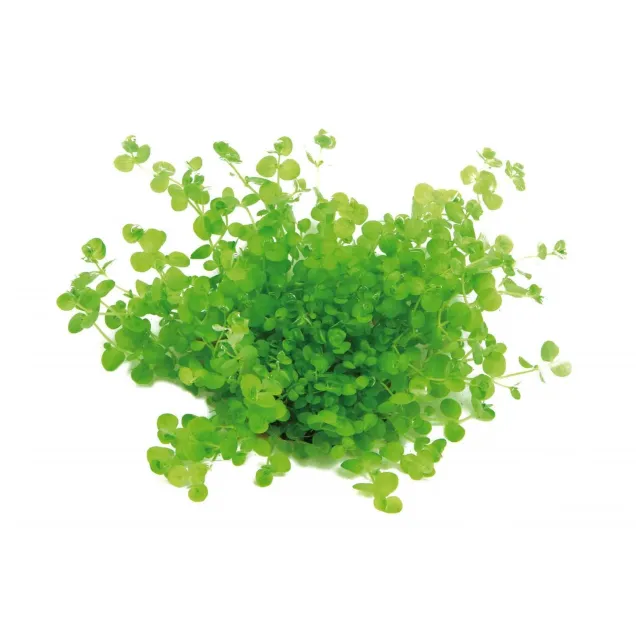 Micranthemum umbrosum pianta acquario alto