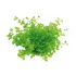 Micranthemum umbrosum pianta acquario alto