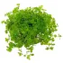 Micranthemum umbrosum pianta acquario
